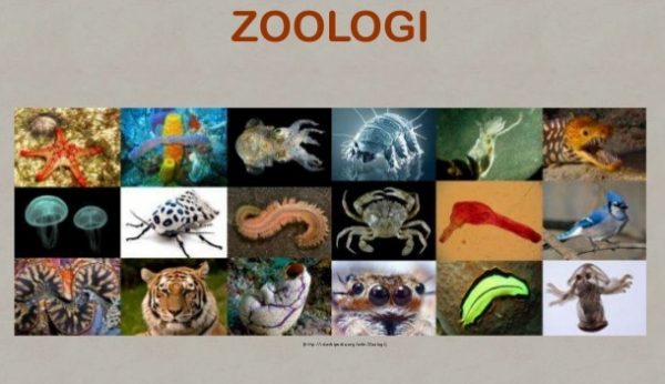 Pengertian Zoologi  dan Cabang Ilmu Zoologi  Forum Teropong