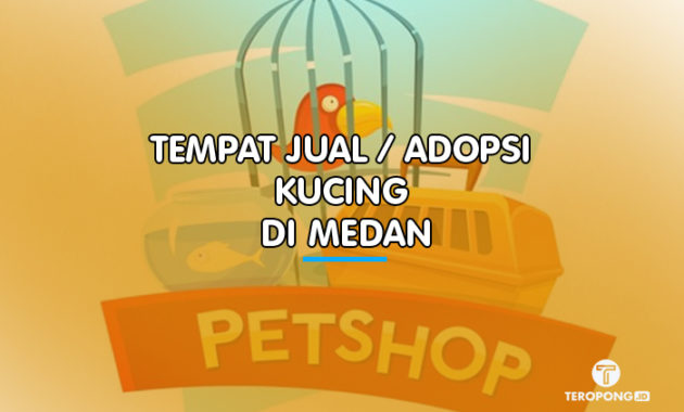Tempat Jual / Adopsi Kucing di Medan - Berita Info Publik Teropong