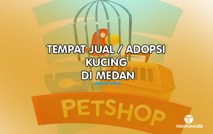 Tempat Jual / Adopsi Kucing di Medan