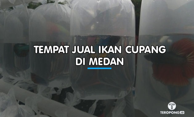 Tempat Jual Ikan Cupang Murah dan Berkualitas di Medan - Berita Info