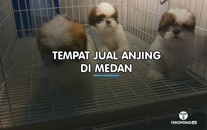 Tempat Jual Anjing di Medan