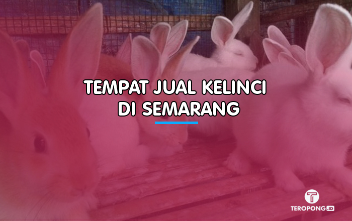 Tempat Jual Kelinci di Semarang