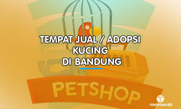 Tempat Jual / Adopsi Kucing di Bandung - Berita Info Publik Sedang 