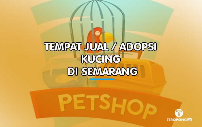 Tempat Jual / Adopsi Kucing di Semarang